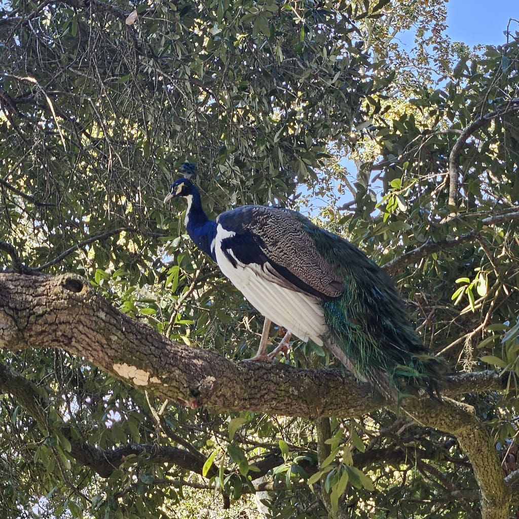 peacocks around the Rip Van Winkle Gardens