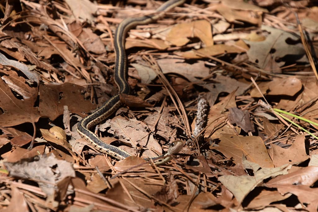 friendly ribbon snake