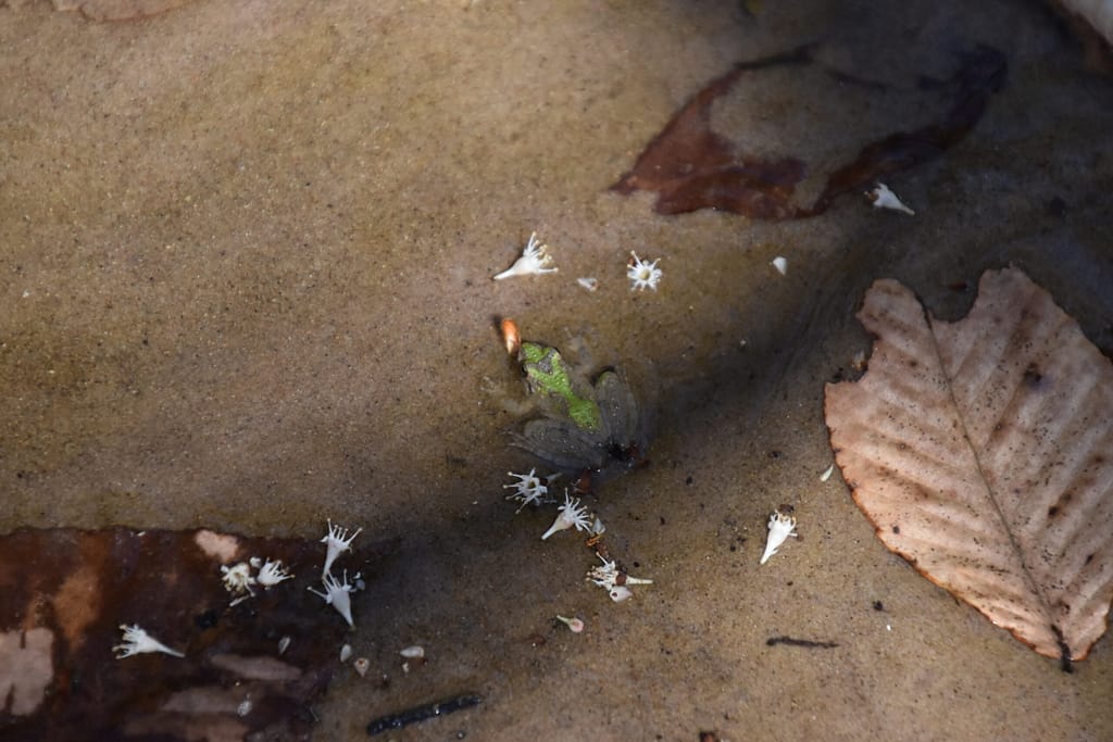 frog in creek