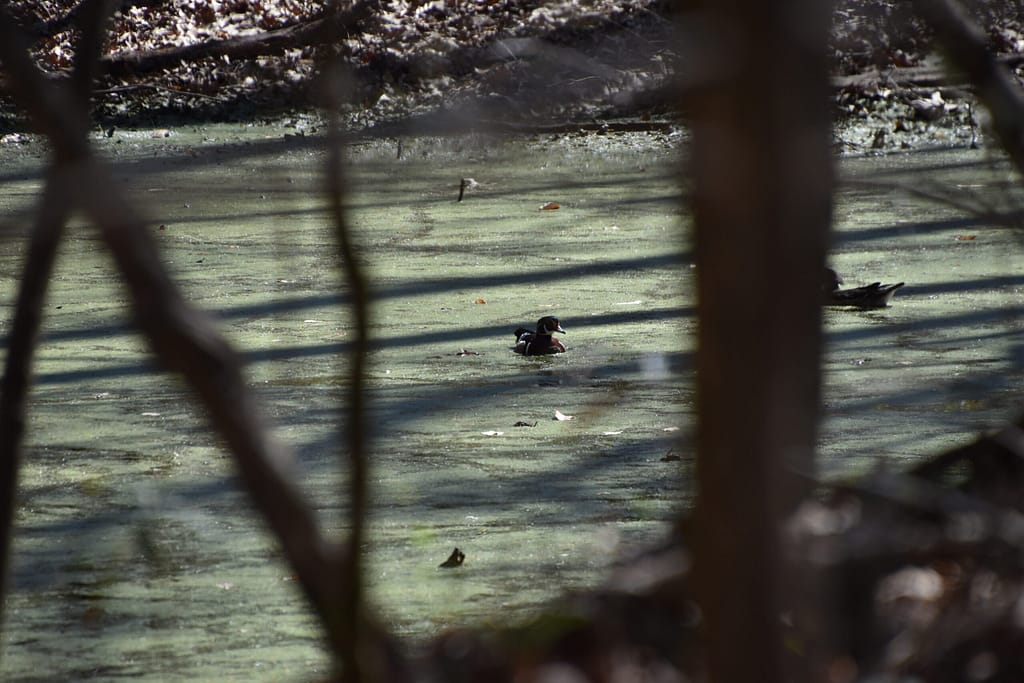 wood ducks in a pond in Tunica Hills