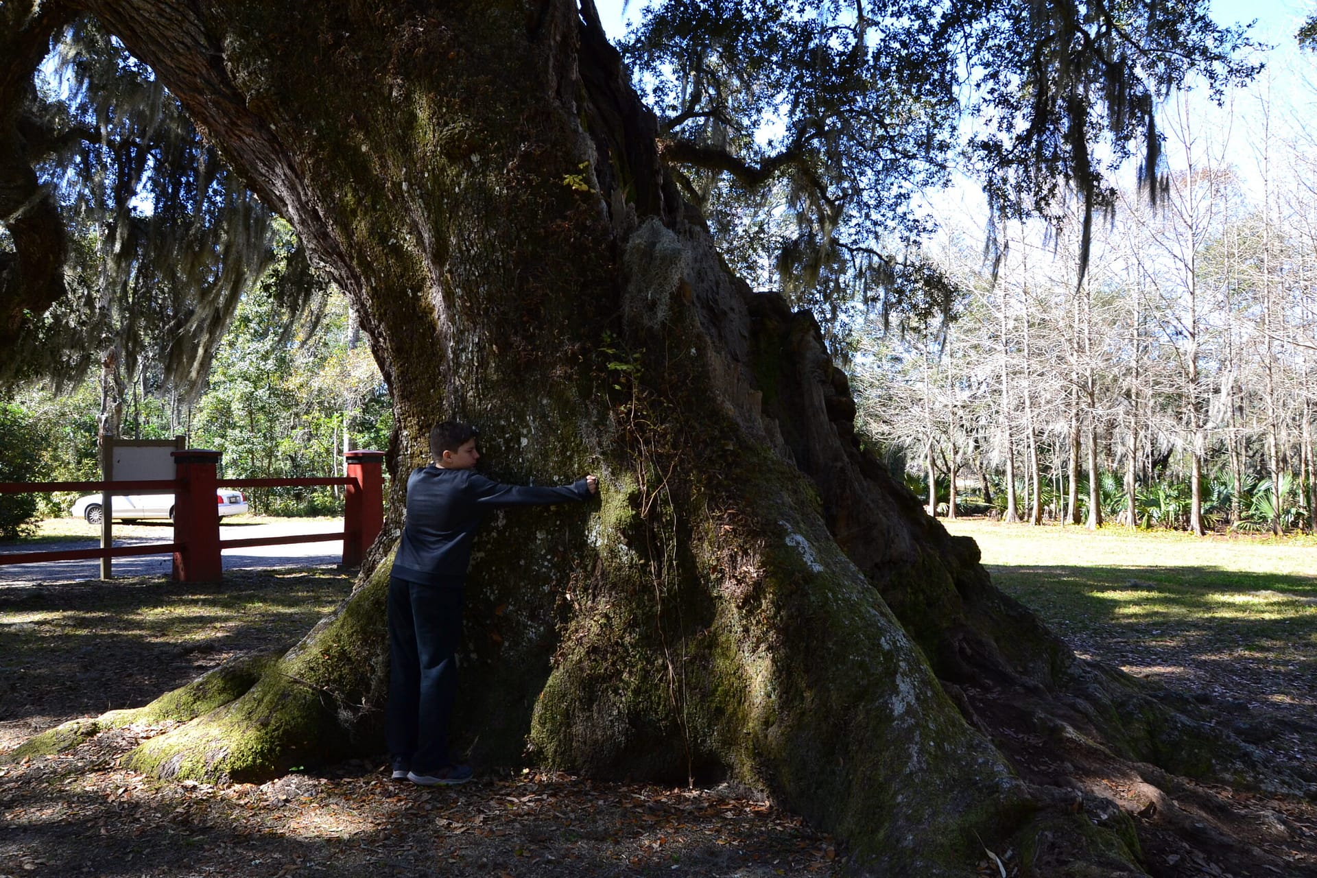 Amazingly old tree on avery island, Louisiana