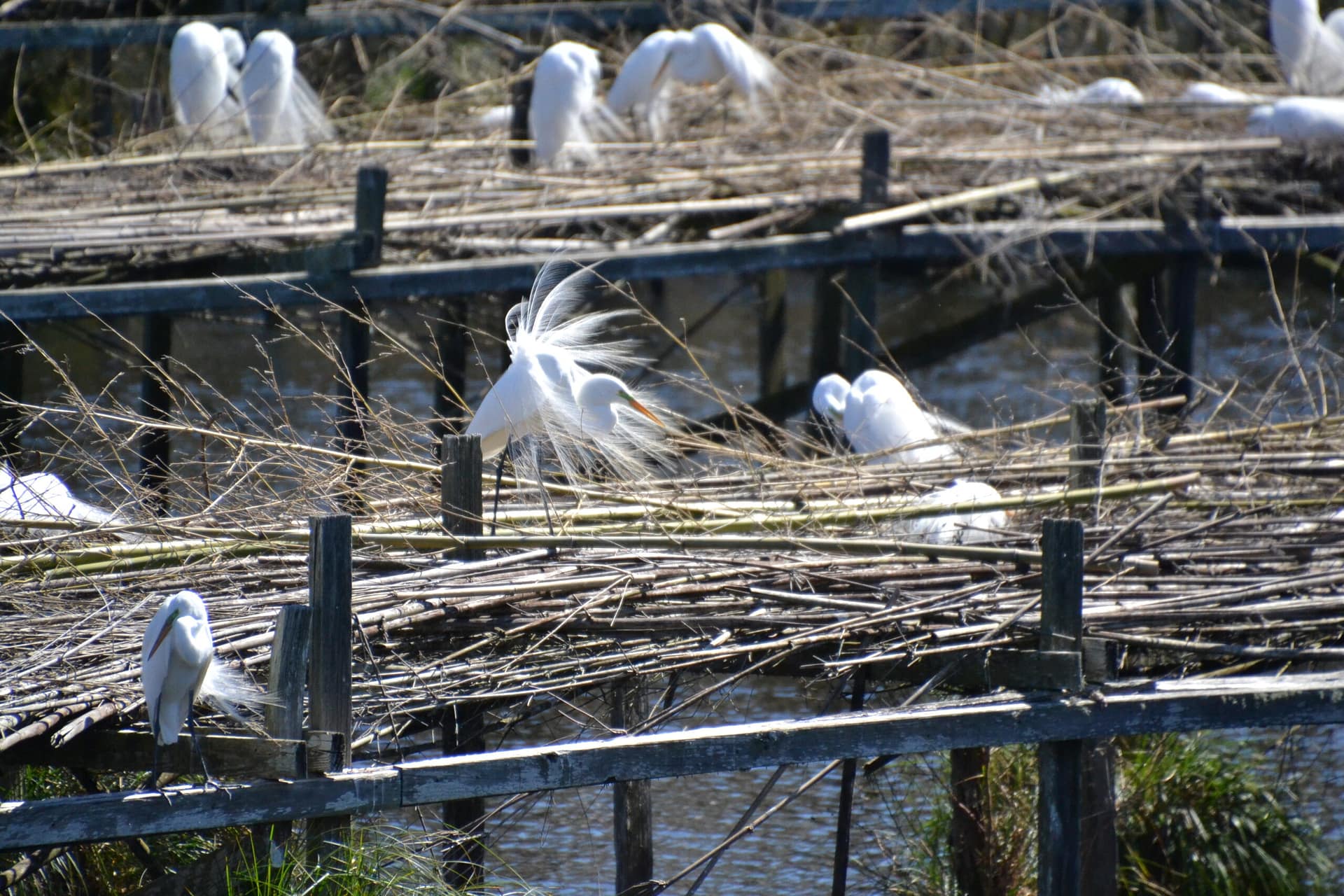 Avery Island Snowy Egret Rookery